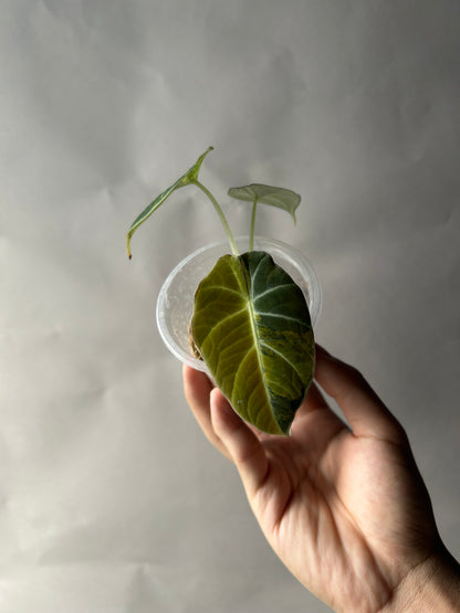 Alocasia Black Velvet Gold