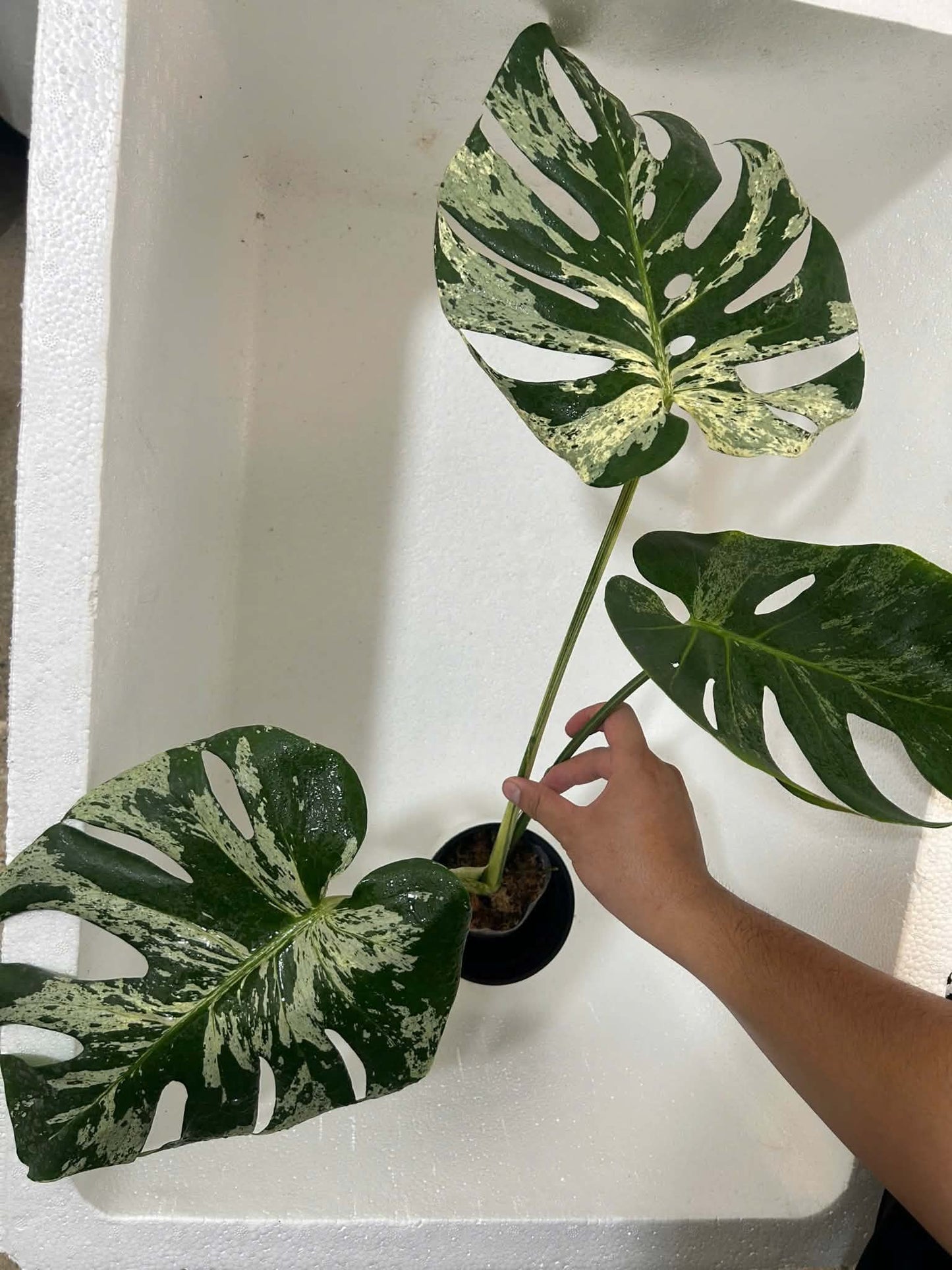 Monstera Vietciosa XXL