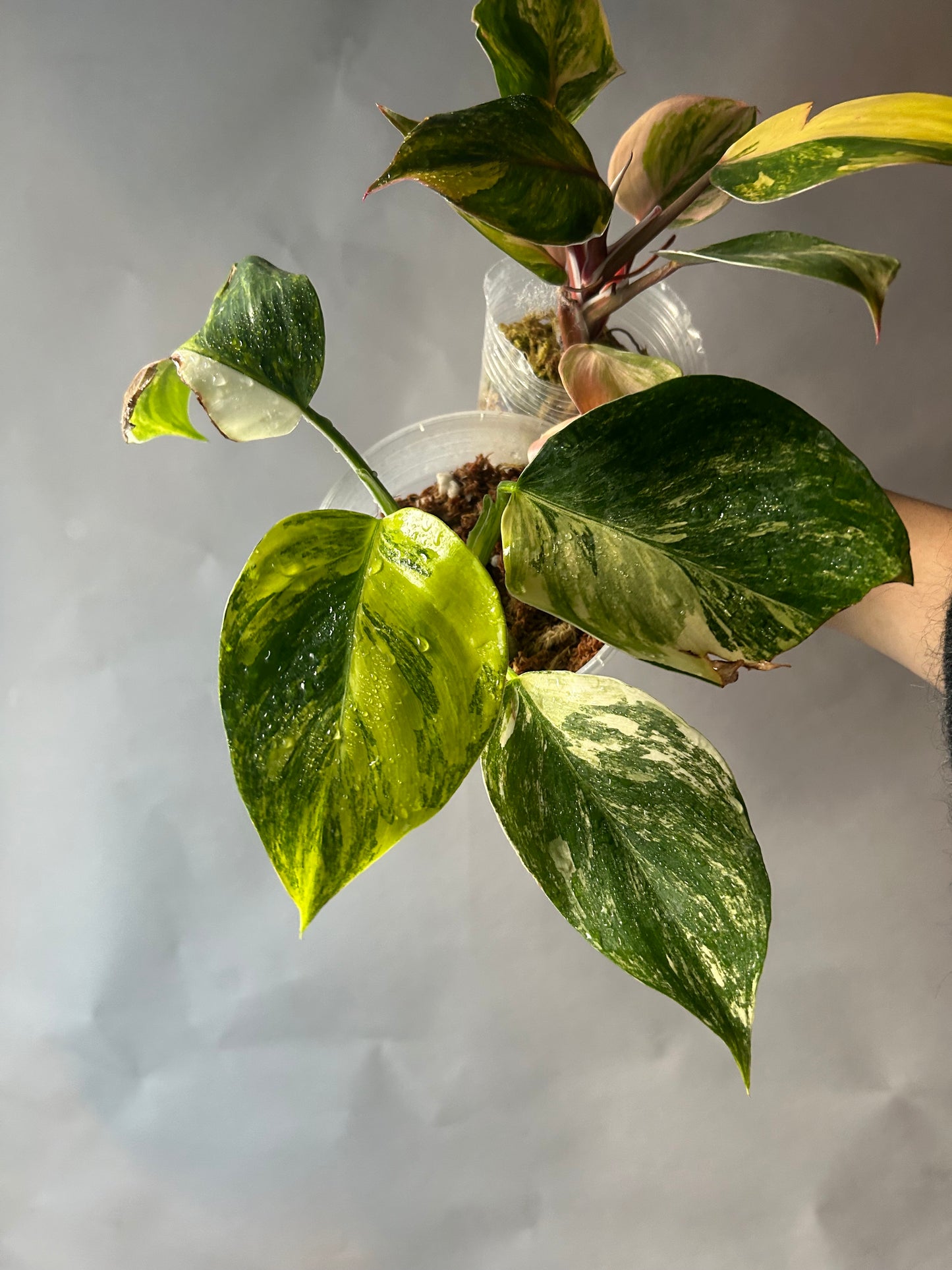 The Knight & Princess Combo