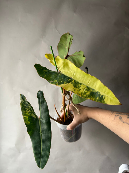 Philodendron Billitiae Variegated