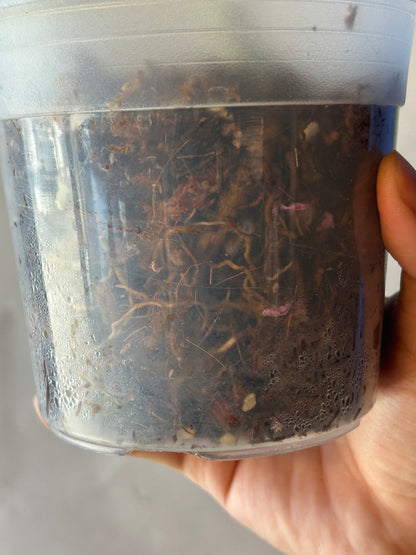 Monstera White Lava Cutting