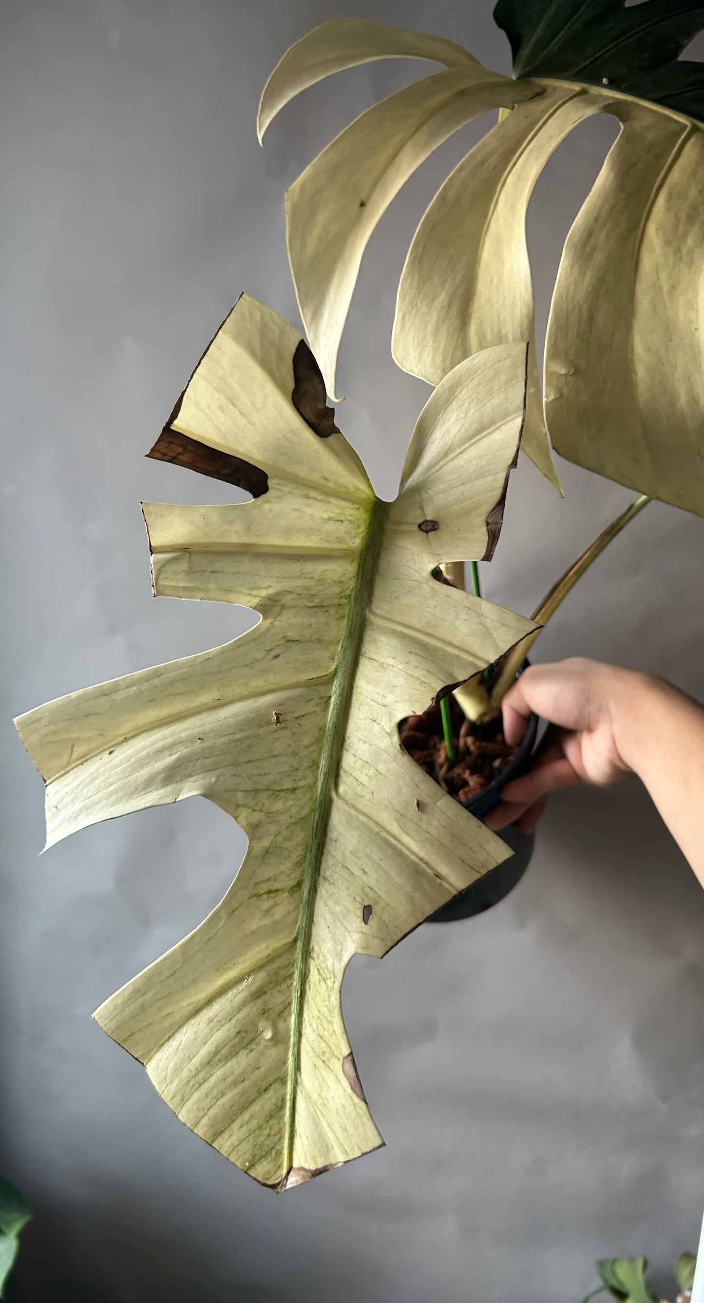 Monstera Deli x Bors Mint ( True Mint)