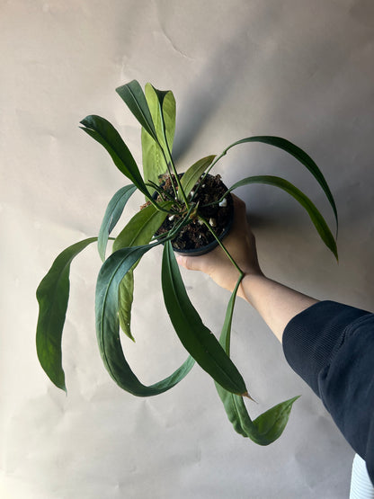 Anthurium Vittarifolium