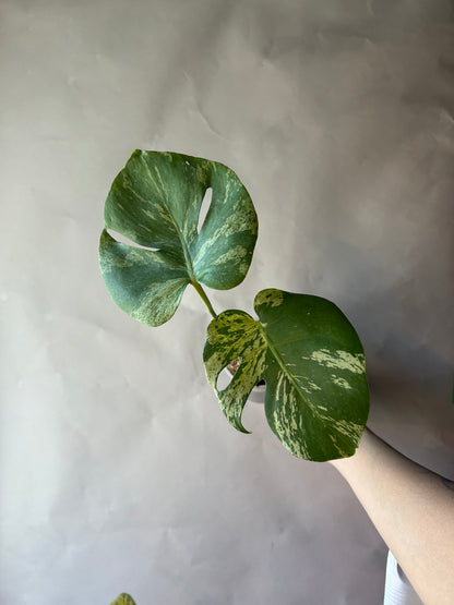 Monstera Deliciosa Vietciosa