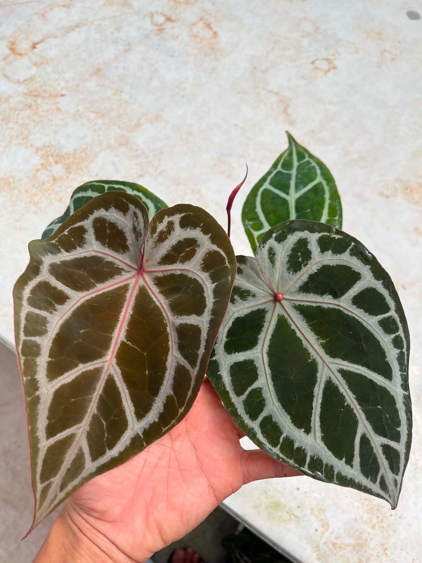 Selected - Anthurium (SKG Pink Lemonade x RC) x Anthurium ( Michelle Long Form x Zara) by Han Kirok