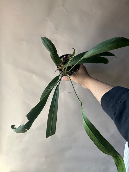 Anthurium Vittarifolium