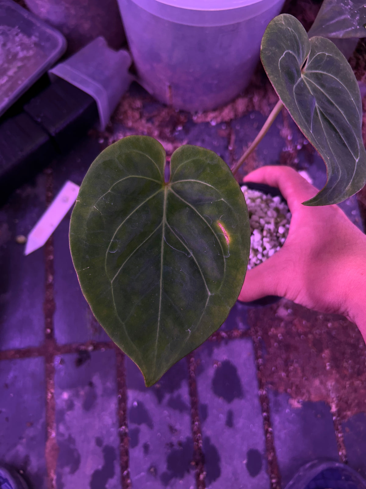 Anthurium King Of Spade