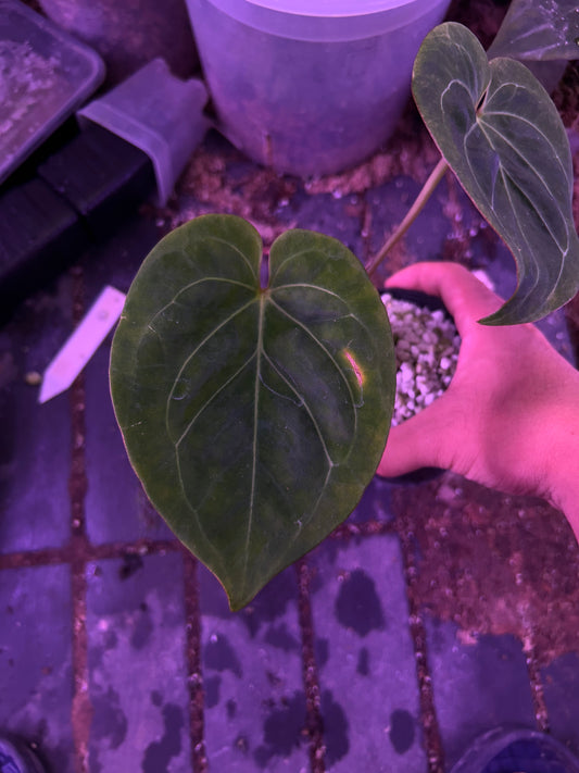 Anthurium King Of Spade