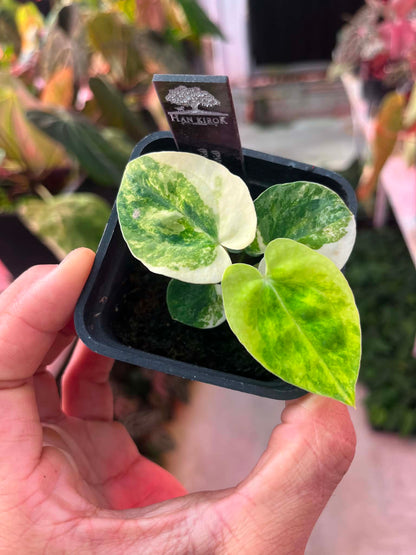 Anthu ( Pap Var x Guna Yala) x Anthu ( Pap Var x Carlablackie)
