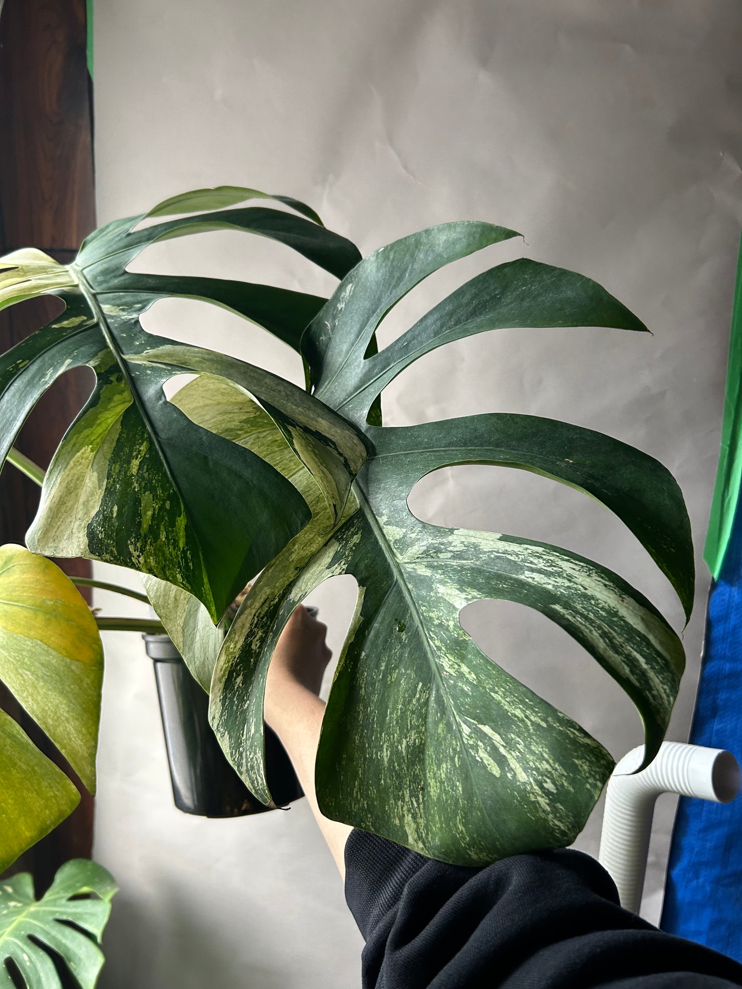 Monstera Deli x Bors Mint ( True Mint )