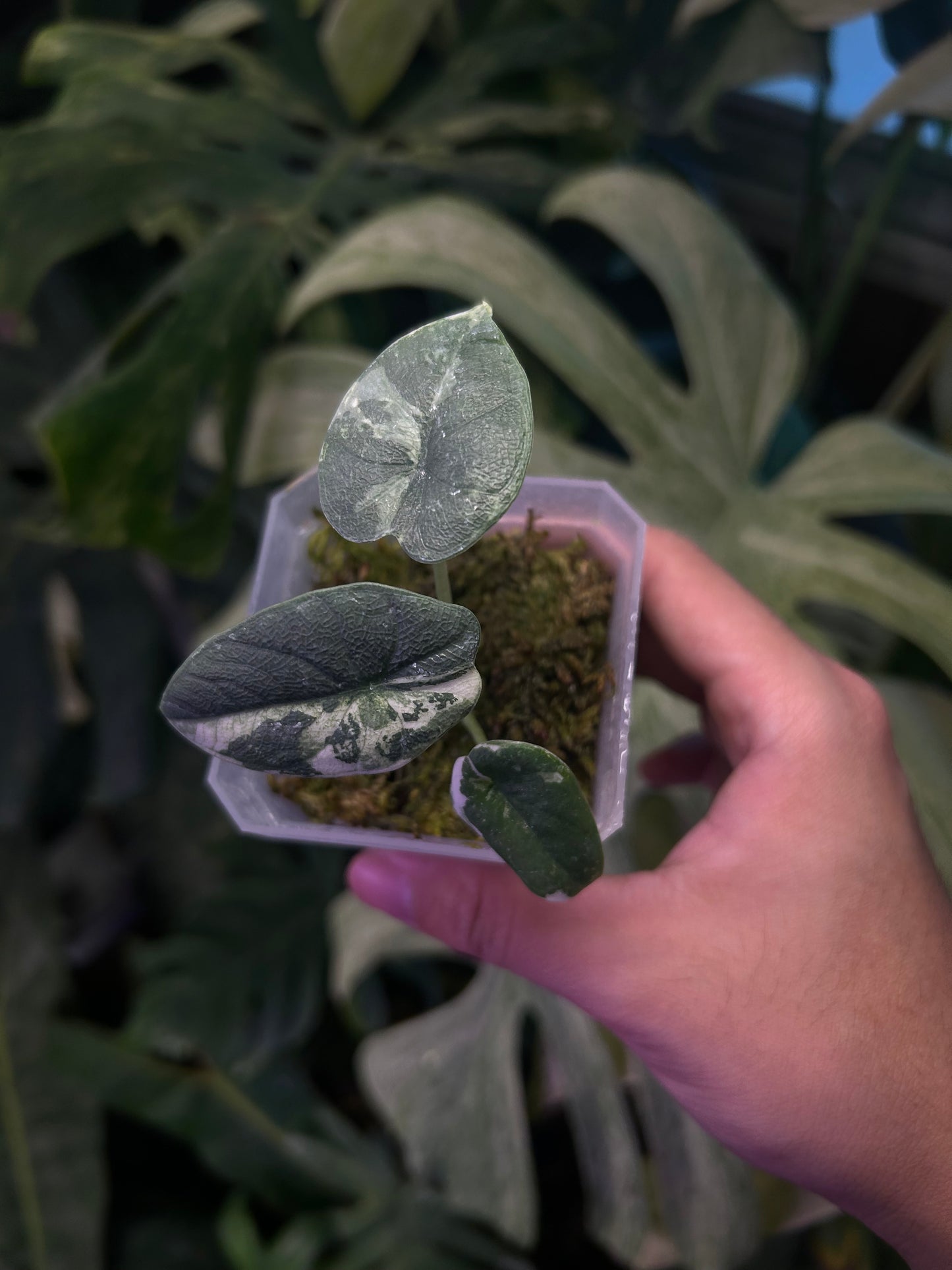 Alocasia Melo Albo ( corm grow )
