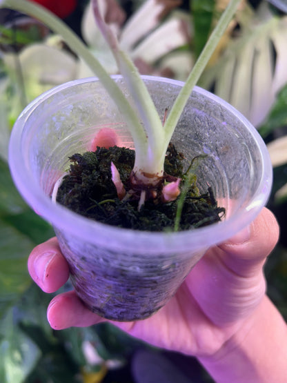Alocasia Ninja Pink