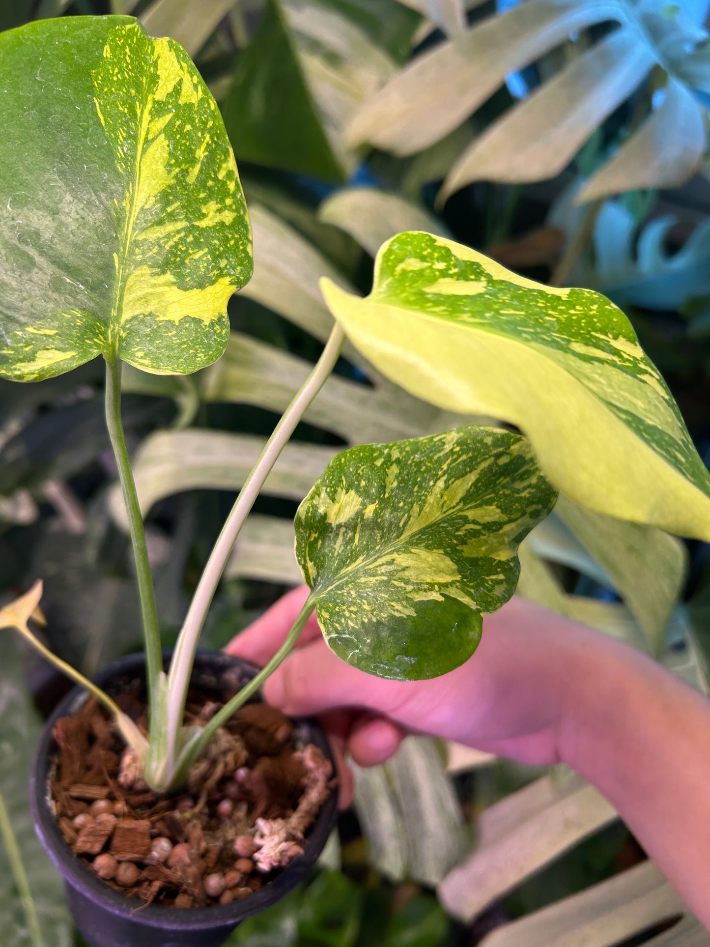 Monstera Deliciosa Electrolytes