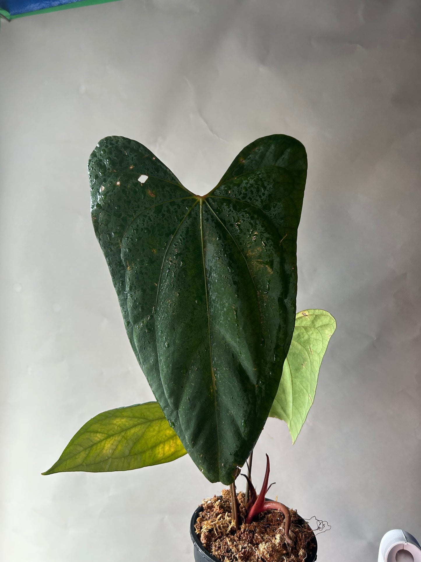 Anthurium RVDP x Portillae “ Dorito “