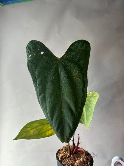 Anthurium RVDP x Portillae “ Dorito “