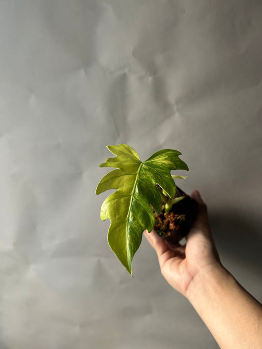 Philodendron Radiatum Variegated