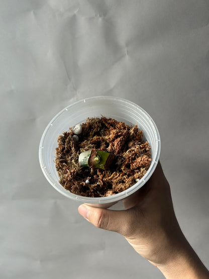 Philodendron Pastazanum Albo