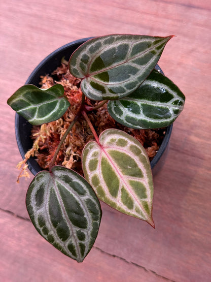 Anthurium DocBlock Zara ‘34’ x Tortoise ’36’ Clone