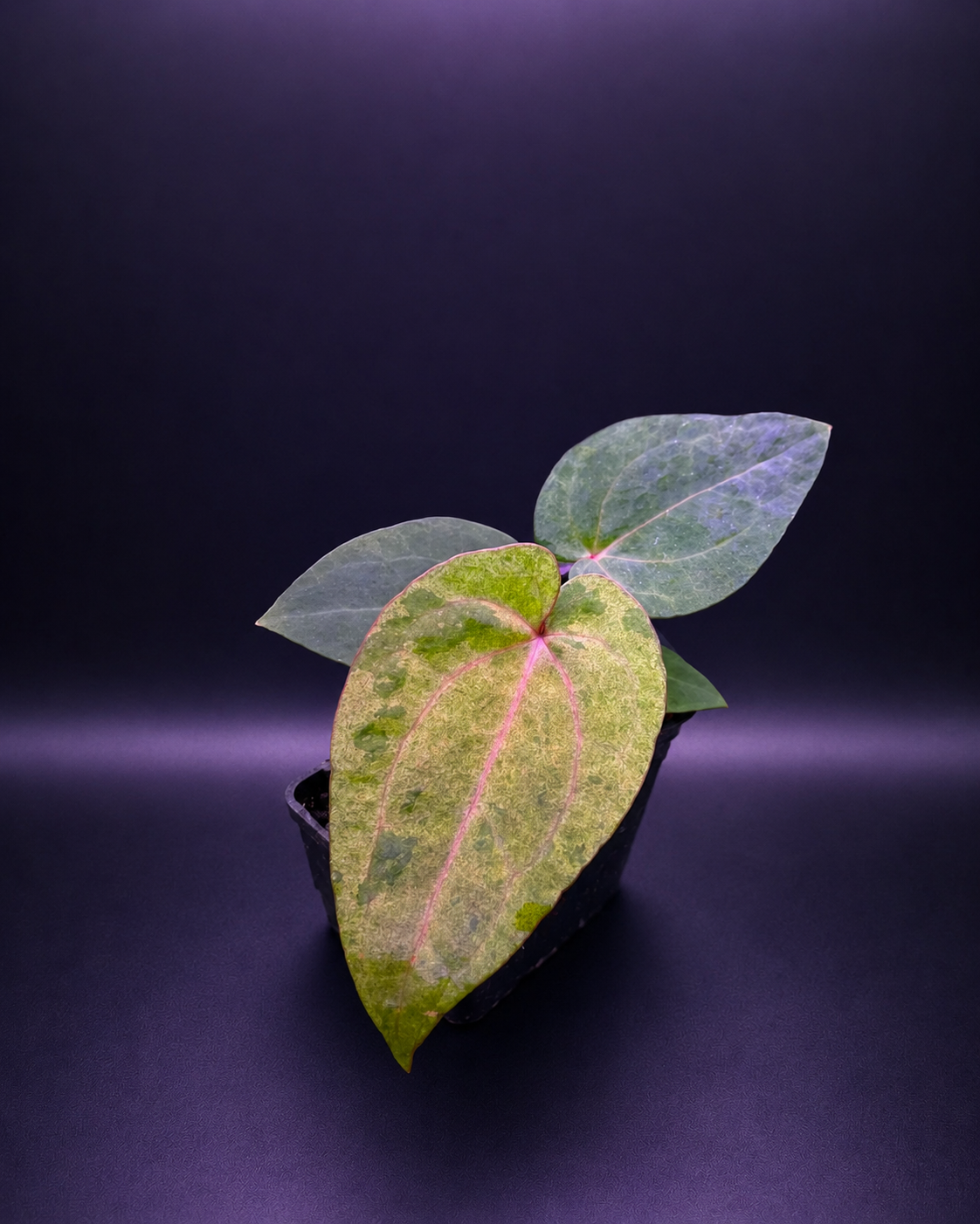 Variegated Anthurium ( Pap x RL S1) x (Docblock x RVDP) by Han Kirok