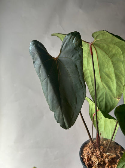 Anthurium RVDP x Portillae “ Dorito “