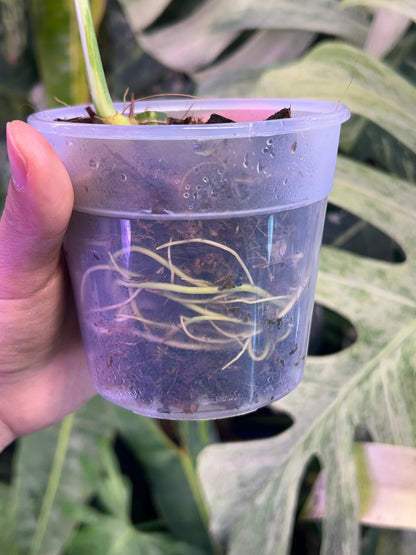 Monstera Miracle