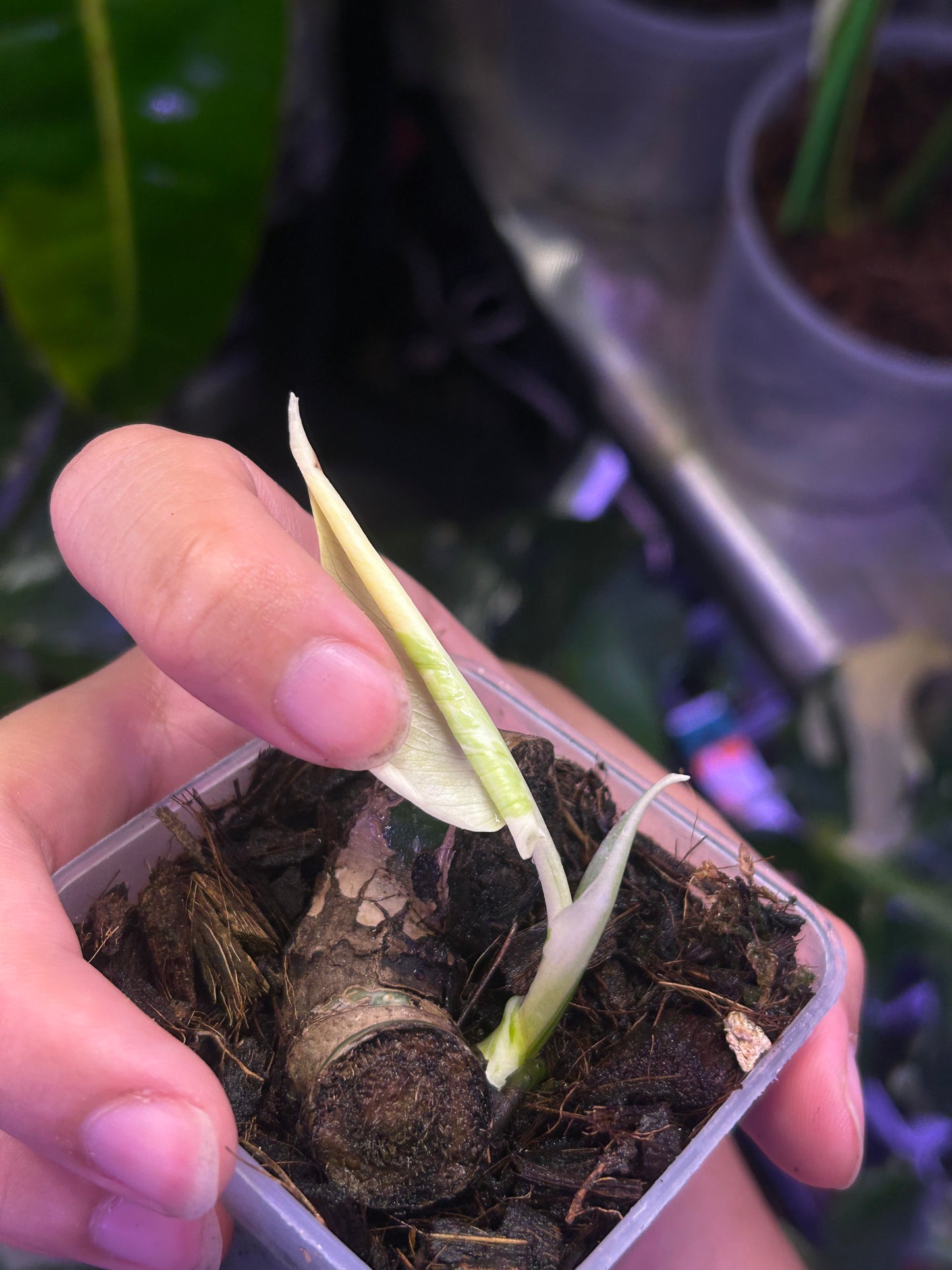Monstera Deliciosa Albo (Large Form)