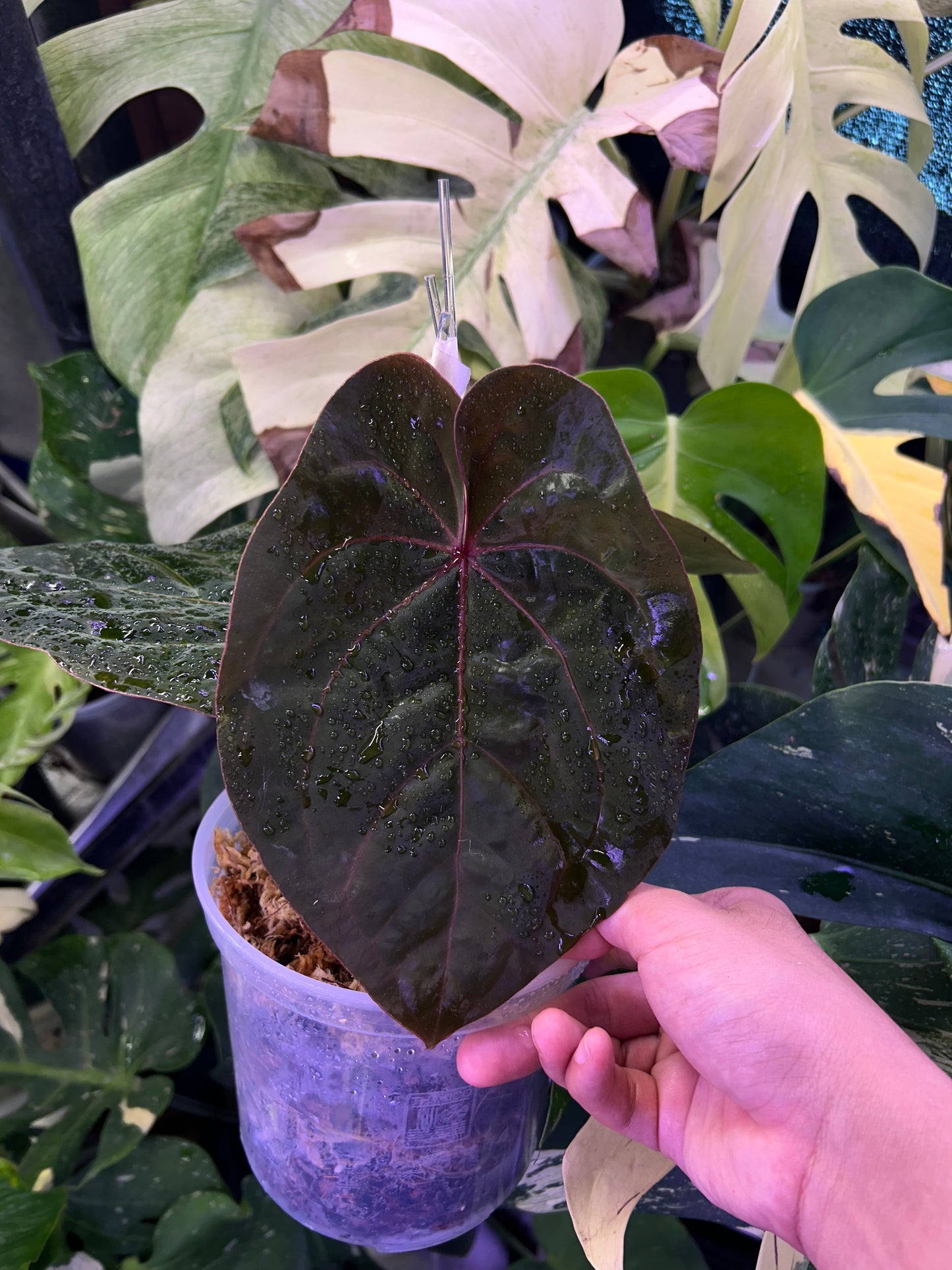 Anthurium Blood Moon ( Australia Clone) chunk