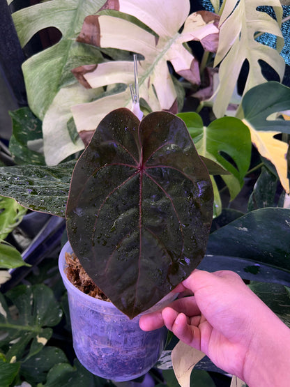 Anthurium Blood Moon ( Australia Clone) chunk