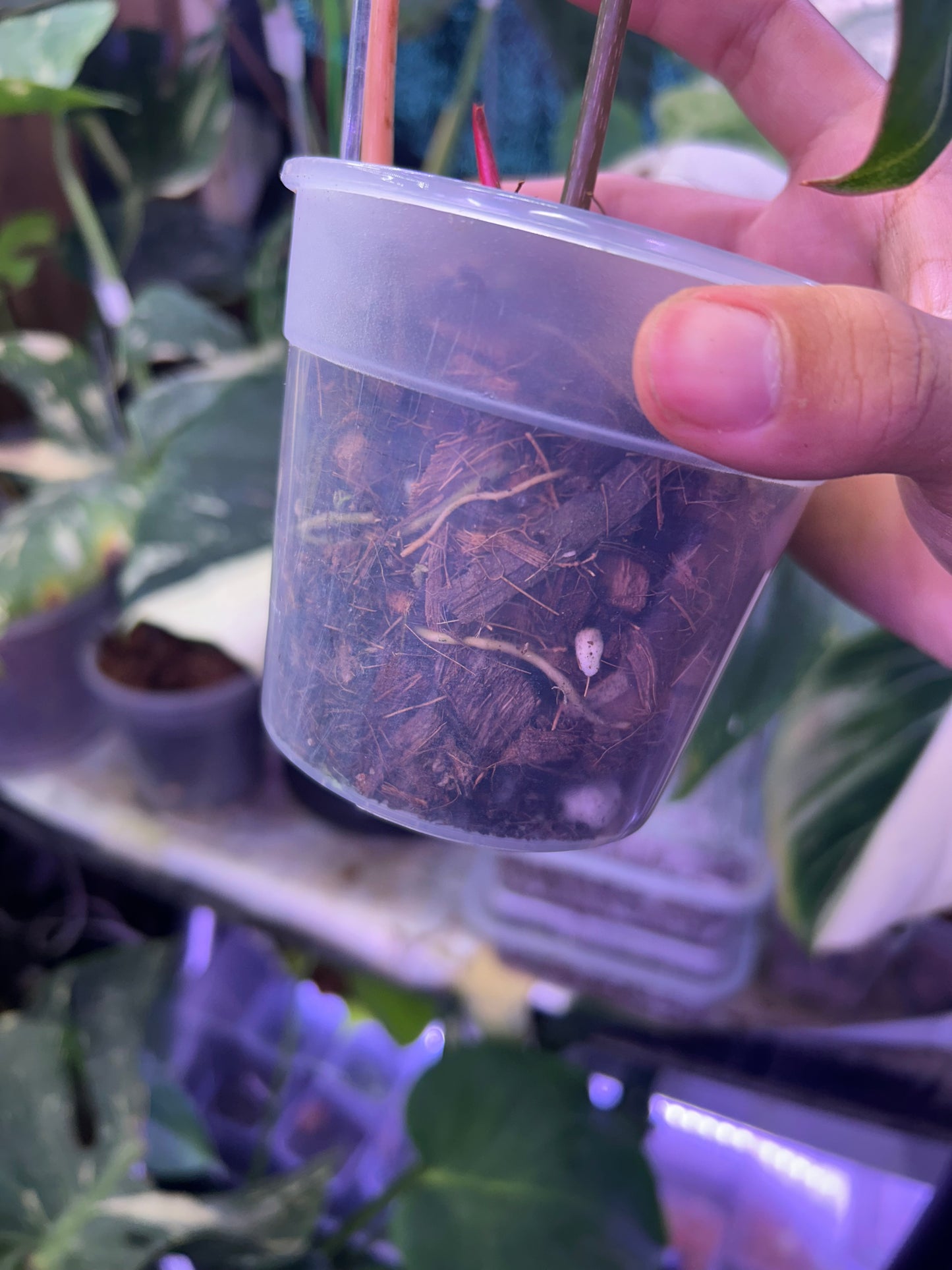 Philodendron Gloriosum Albo Type 1