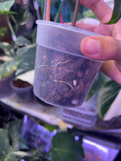 Philodendron Gloriosum Albo Type 1