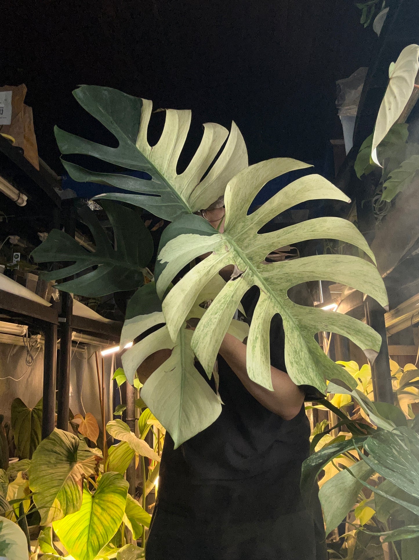 Monstera Jungle Mint - 5 Leafs