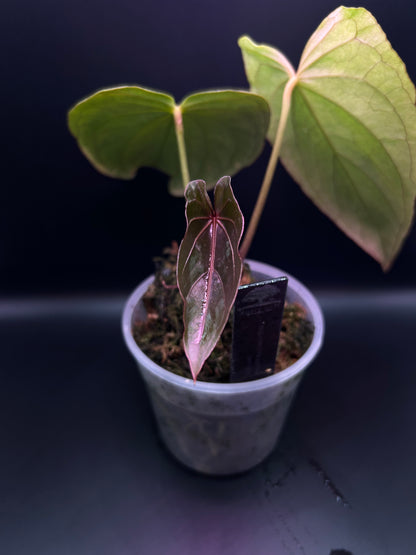Pink Mint Variegated Anthurium Dressleri x RVDP S1 from Han Kirok