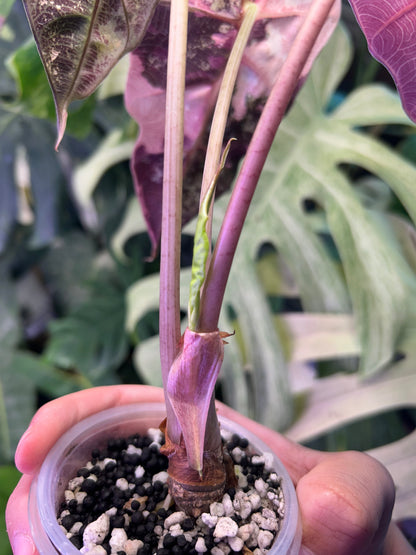 Alocasia Polly Pink