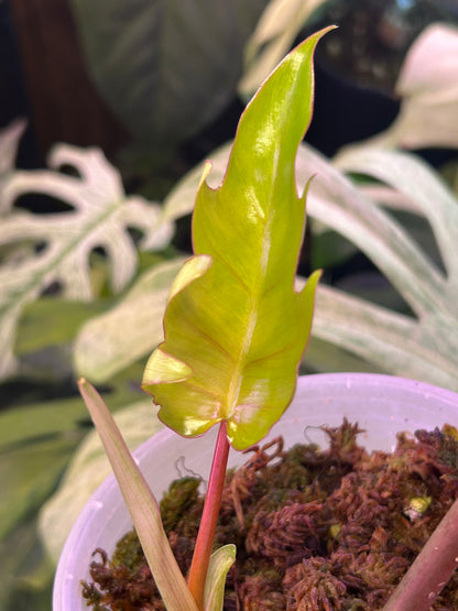 Philodendron Mayoi Variegated