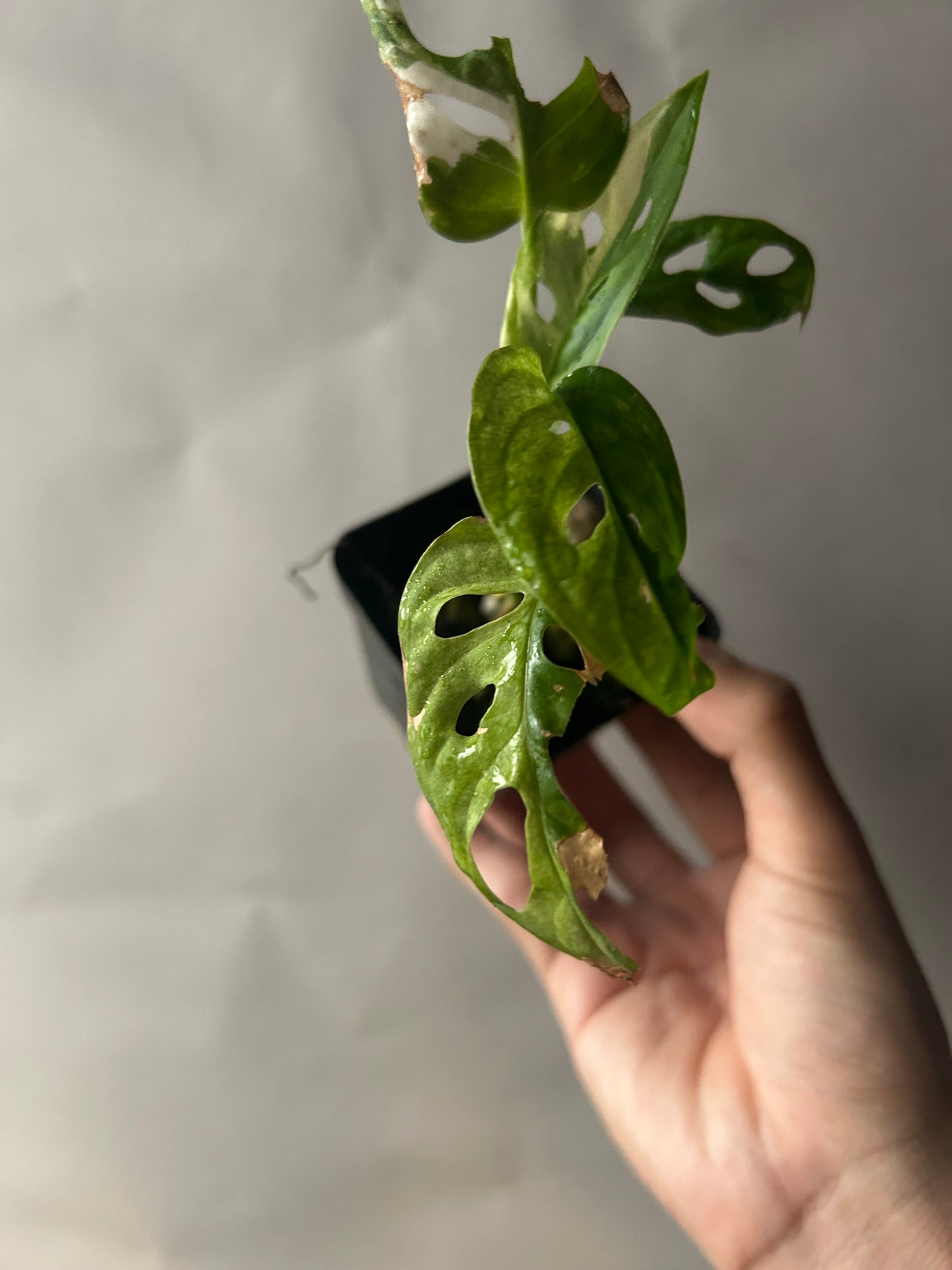 Monstera Adansonii Tricolor