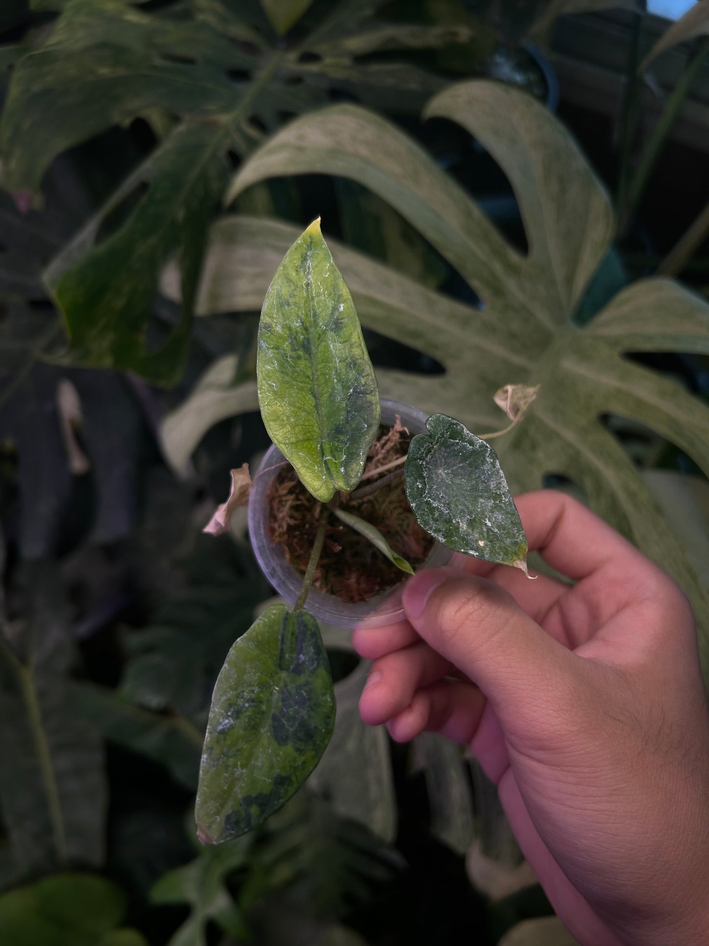Alocasia Scalprum Aurea