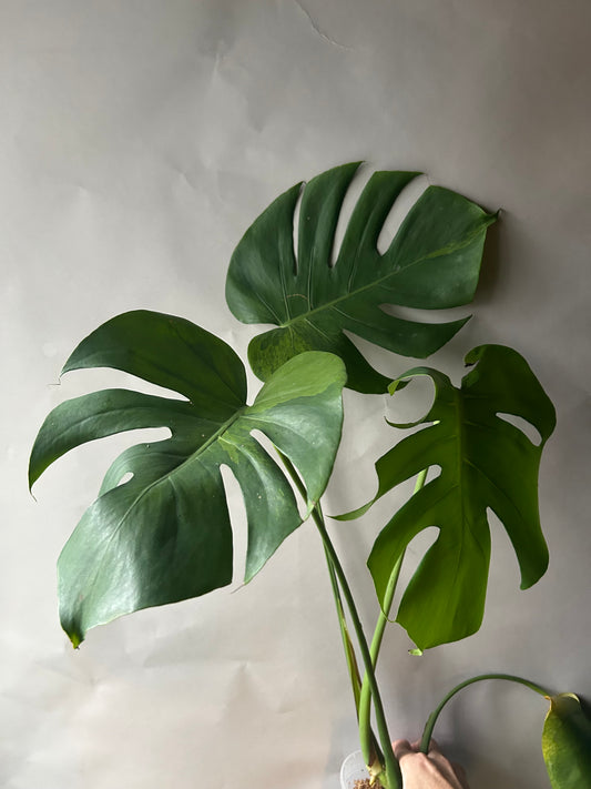 Monstera Deliciosa Green-On-Green