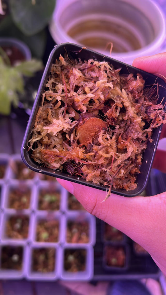 Anthurium Blood Moon ( Australia Clone) chunk