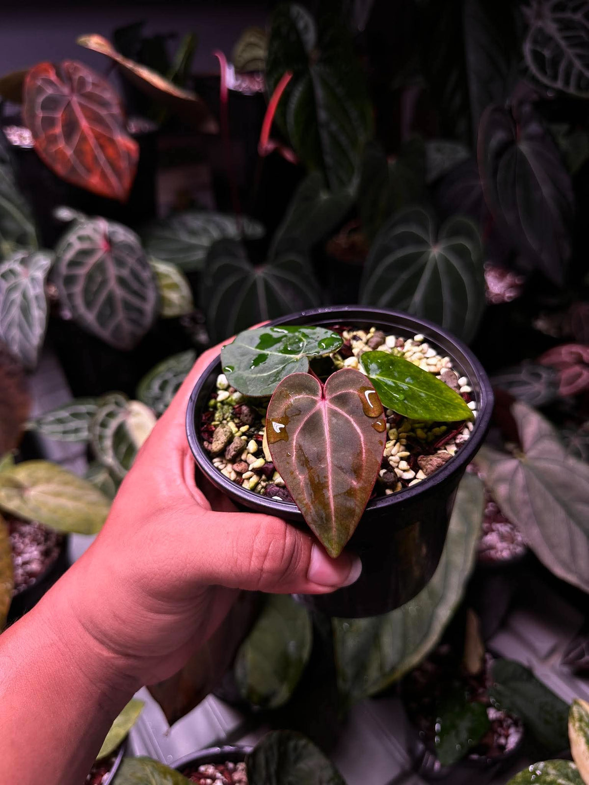 Anthurium Carlablackie (‘District’ x RA8) S1