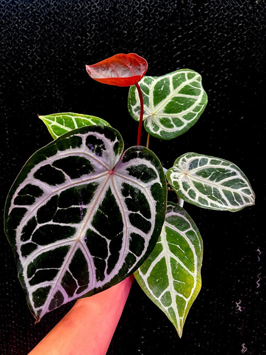 Selected - Anthurium (SKG Pink Lemonade x RC) x (Michelle Long Form x Zara ) by Han Kirok