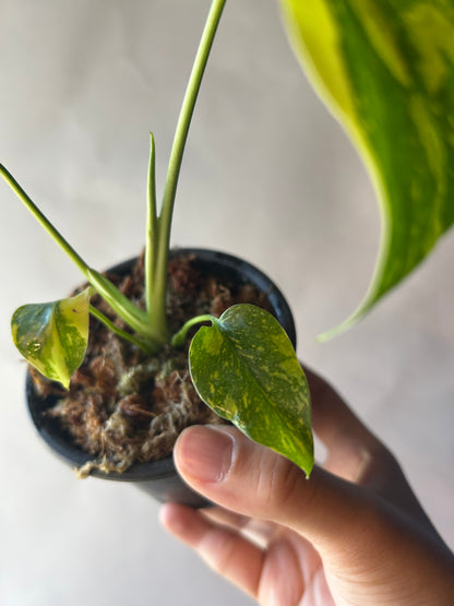 Monstera Deliciosa Electrolytes King