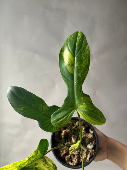 Philodendron Florida Beauty x Mayoi