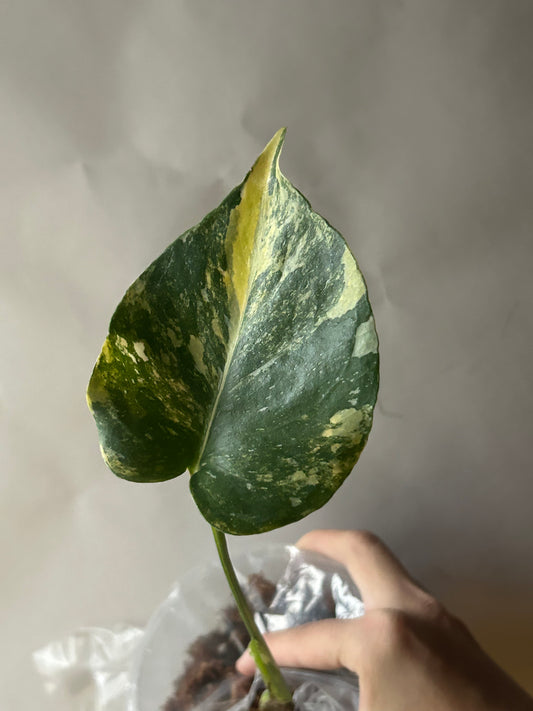 Monstera Thai Constellation “Miracle”