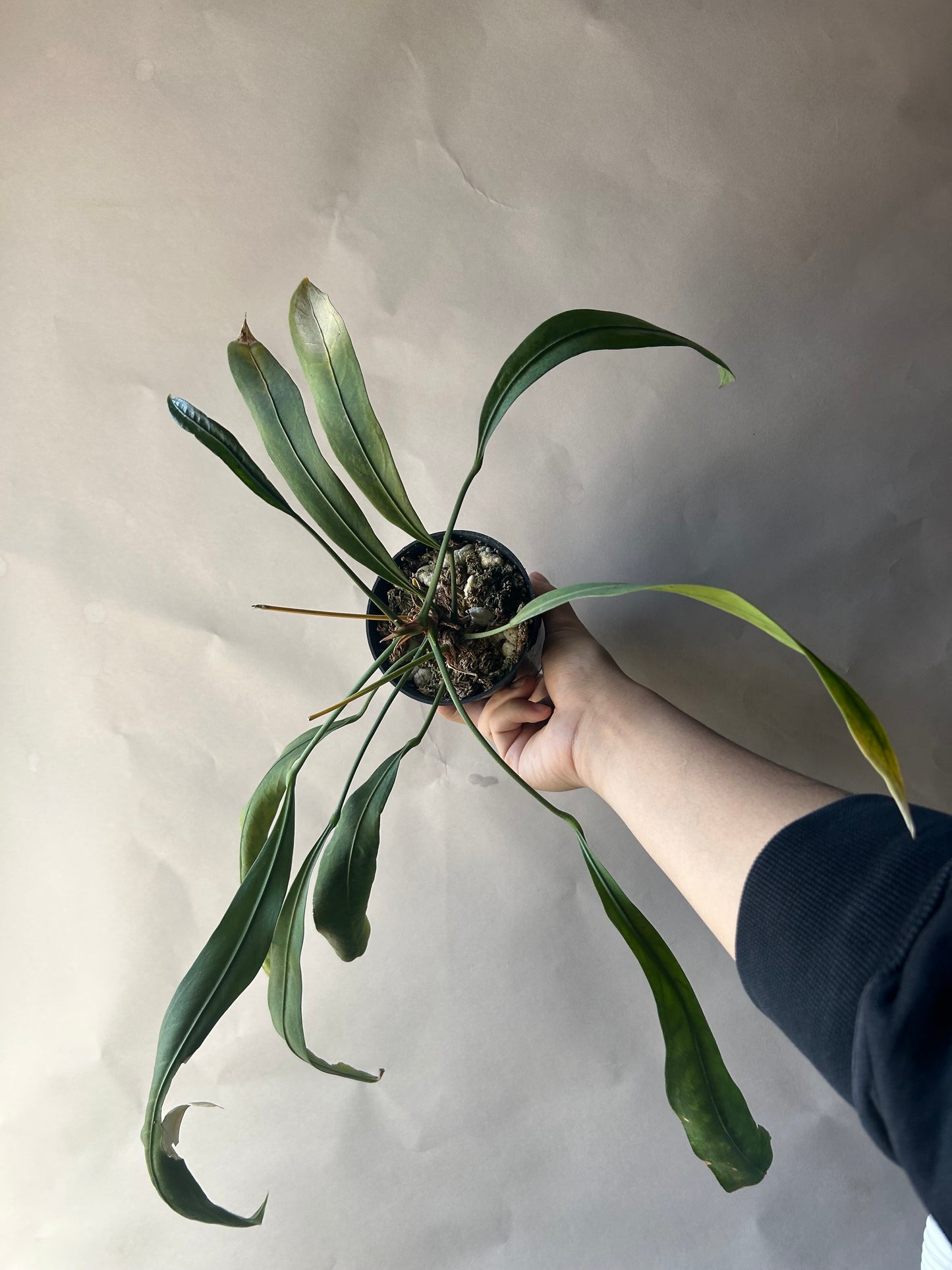 Anthurium Vittarifolium