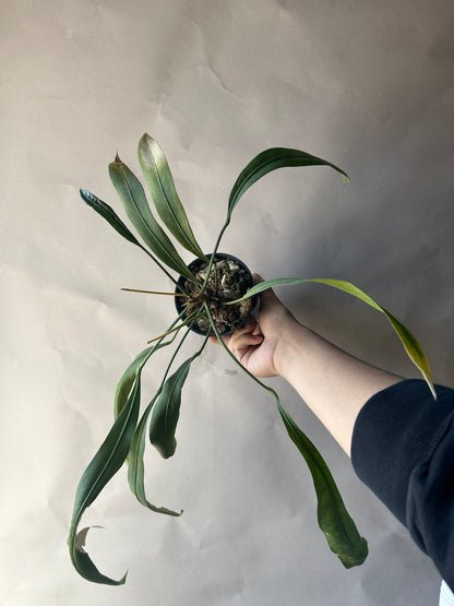 Anthurium Vittarifolium