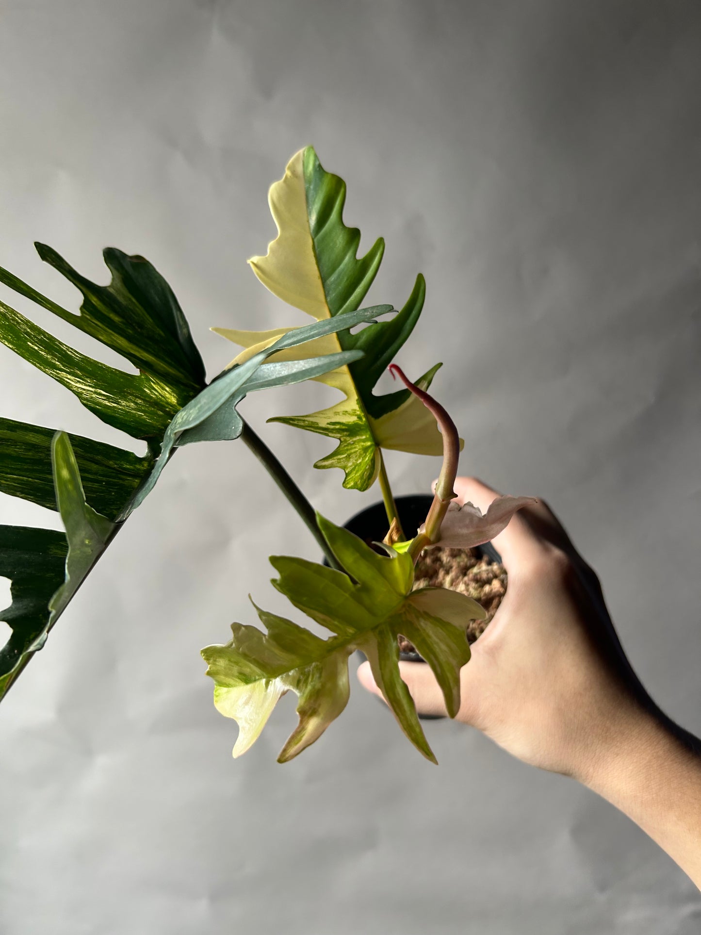 Philodendron Florida Beauty x Tortum