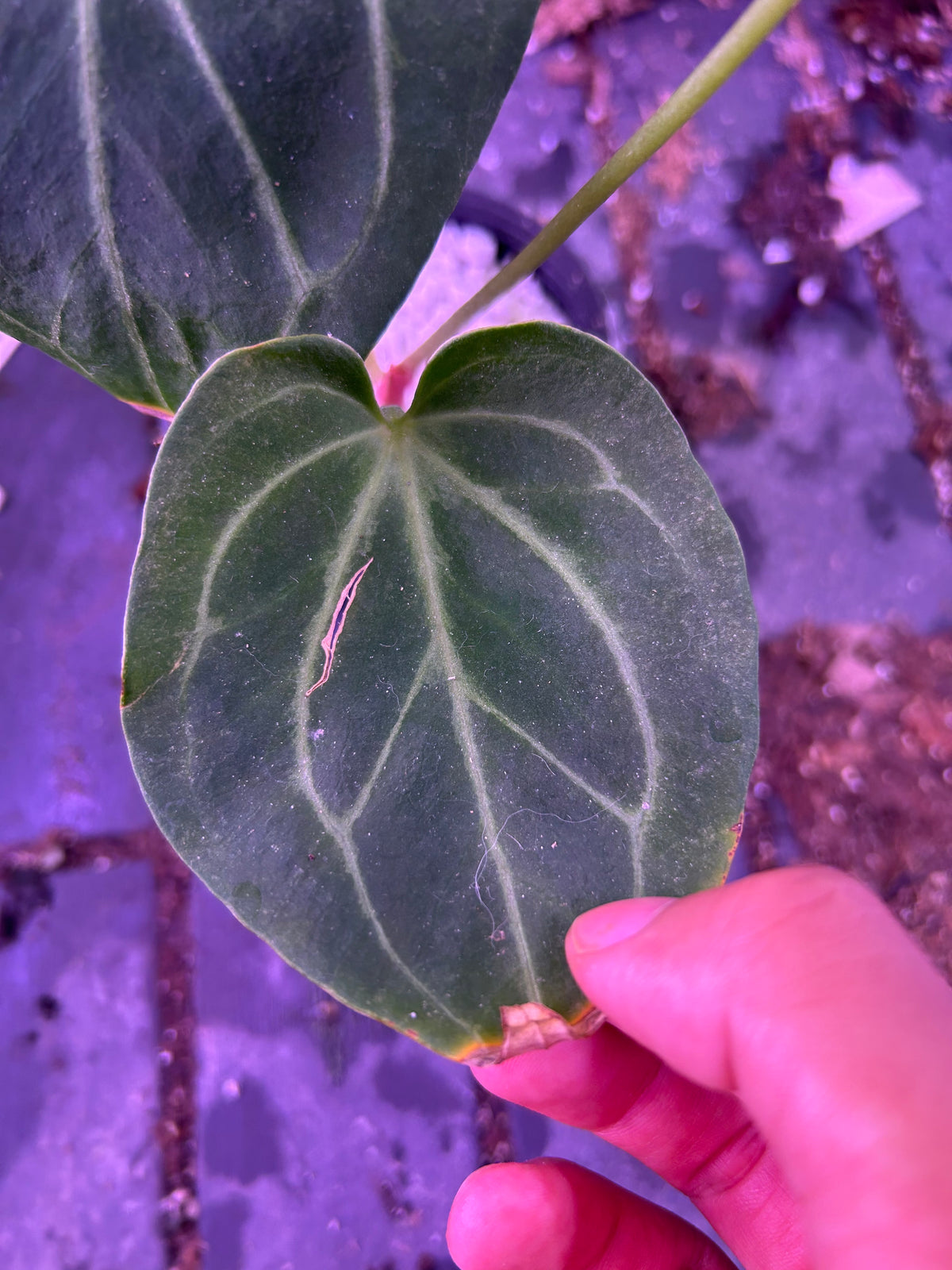 Anthurium King Of Spade