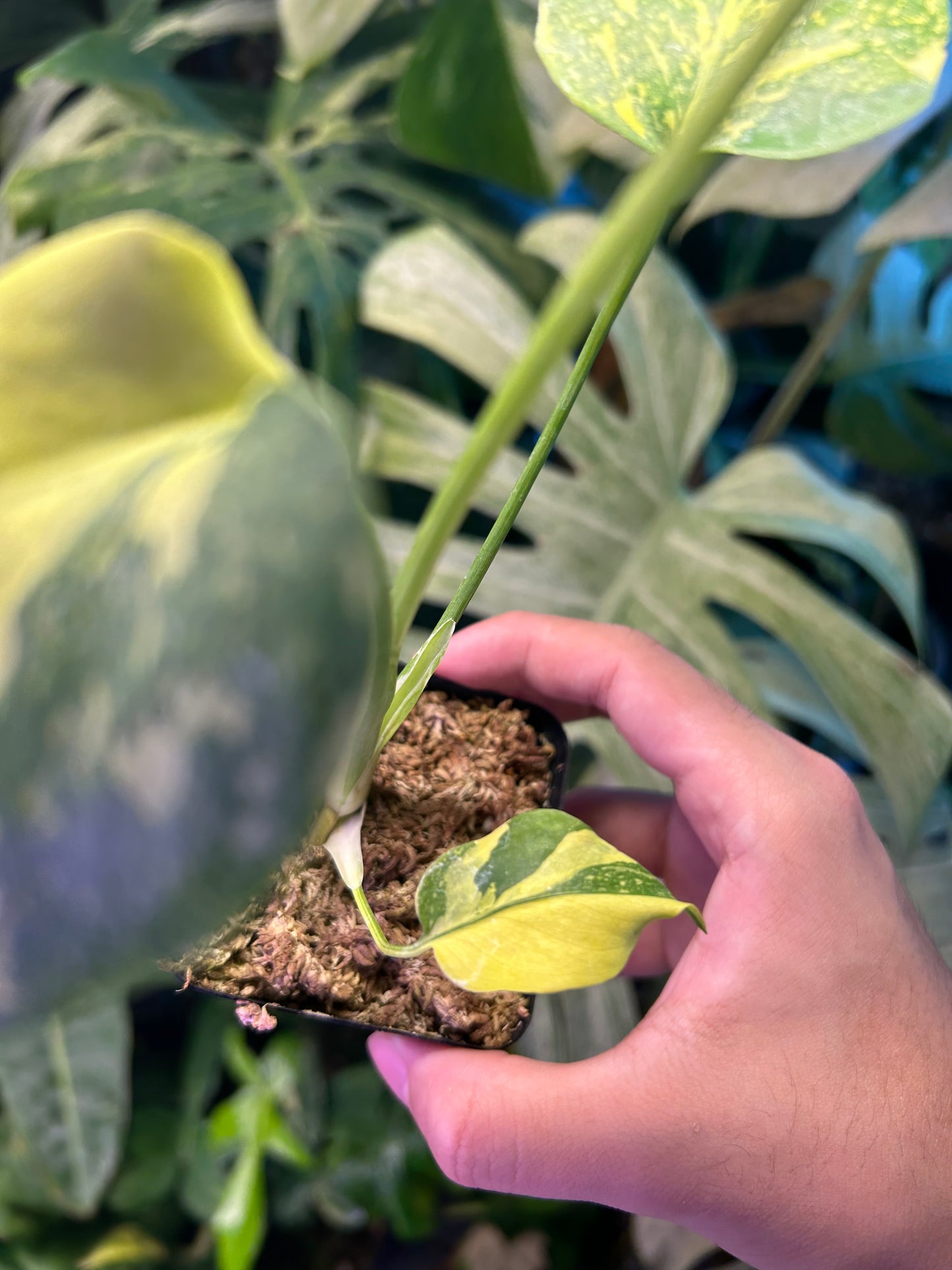 Monstera Deliciosa Electrolytes