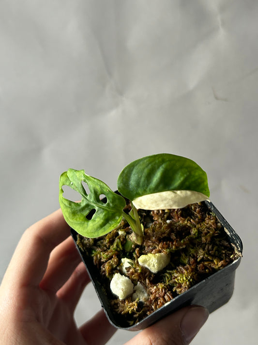 Monstera Adansonii Tricolor Albo