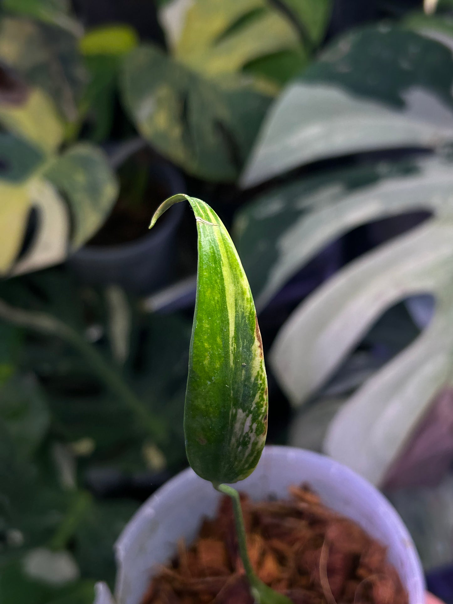 Monstera Burble Marx Flame Aurea Mid Cut